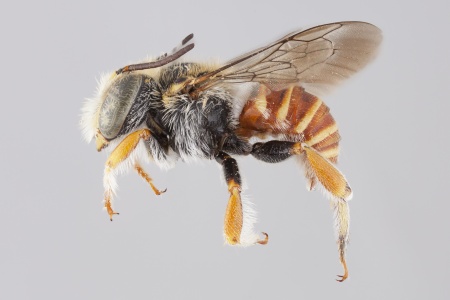 [Afranthidium male (lateral/side view) thumbnail]